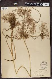 Image result for Cyperus derreilema