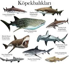 Instagram Da Evrim Agaci 16 Yuzyila Kadar Kopekbaliklari Denizciler Tarafindan Deniz Kopekleri Olarak Biliniyordu Ko In 2020 Zebra Shark Species Of Sharks Shark