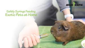 Maybe you would like to learn more about one of these? Emergency Avian Exotic Animal Clinic