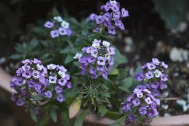 We did not find results for: Small Purple And White Flowers Photograph By Kimberly Wood