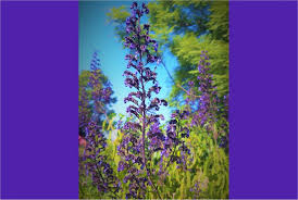 Image result for Coleus hereroensis