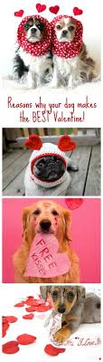 92 Valentine S Day Dogs Ideas Dogs Valentines Day Dog Cute Dogs Please help us enforce this rule by reporting offending submissions. valentines day dog