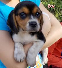 Pets offered by humane societies and shelters, owners and breeders locally in canada. Beagle Puppies For Sale Escondido Ca 315489 Petzlover