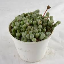 Piante grasse da appartamento e piante grasse con i fiori. Vendita Pianta Grassa Fenestraria Online Mondo Piante