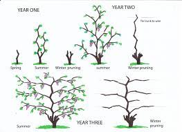 This video introduces the vineyard task of tying grapevines and explains many of the vineyard situations requiring tying. Winter Pruning Of Vines From Infancy To The Fourth Year Urban Wine Grower