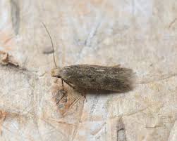 Image result for Bryotropha similis