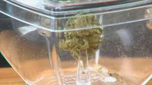 Kamloops is a city of 90,000 people (2016, 104,000 in the metro area) in the central interior of british columbia. Legalized A Look At The Retail Cannabis Industry In Kamloops Cfjc Today Kamloops