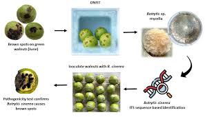 Image result for Botrytis cinerea