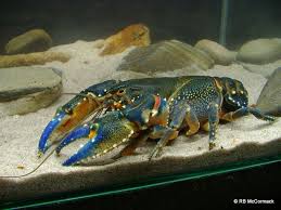 Euastacus Crassus Micalong Ck Murrumbidgee R Crayfish Crustaceans Aquarium Fish