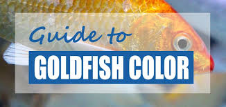 We did not find results for: Why Do Goldfish Change Color Science Causes Pond Informer