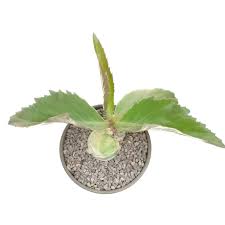 Image result for Cyphostemma jaegeri