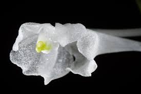 Image result for Podangis dactyloceras