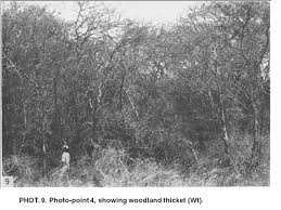 Image result for Bivinia jalbertii