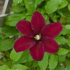 Dolls house flower kit 16 red crimson clematis niobe 12th scale by ladies mile miniatures the kit makes at least 16 flowers and comes with lots of leaves this is a lovely summer flower and. Clematis Niobe Perennial Resource