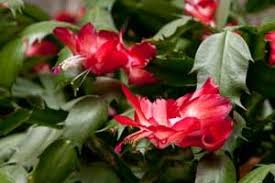 A cactus (plural cacti, cactuses, or less commonly, cactus) is a member of the plant family cactaceae, a family comprising about 127 genera with some 1750 known species of the order. The Precocious Christmas Cactus Christmas Cactus Easter Cactus Holiday Cactus