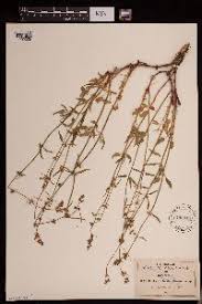 Image result for Stachys aculeolata