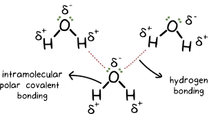 Intramolecular hydrogen bonds are formed between separate molecules. What Are Intermolecular And Intramolecular Reactions Quora