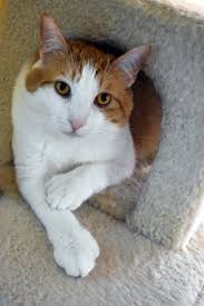 These cats are available for adoption from the aspca adoption center at 424 e. New Hampshire Spca On Twitter Handsome Sam 2yrs Old And Sweet As Can Be Loves Toys And Attention Dog Cat Friendly Available For Adoption At The Nhspca Https T Co Iwyw3o9dur