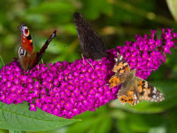 Red, pink, purple, yellow and orange. Butterfly Plants Attracting Butterflies To Your Garden Saga