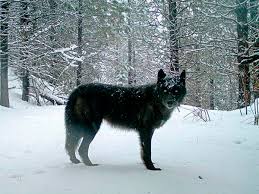 Wolves are gregarious animals who mostly live in packs. Gray Wolves To Be Removed From Endangered Species List Wxpr