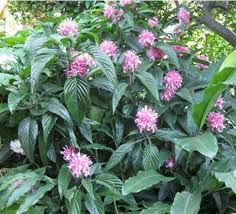 Image result for Justicia carnea