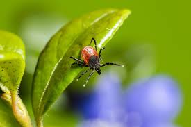 Ob sich zecken im eigenen garten heimisch fühlen und wieviele es sind, hängt von der lage und der gestaltung des gartens ab. Zecken Im Garten Wie Gross Ist Die Gefahr