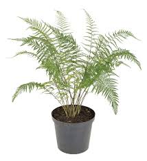 Image result for Pityrogramma