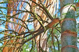 Image result for Ptychosperma elegans