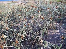 Image result for Cyperus hemisphaericus