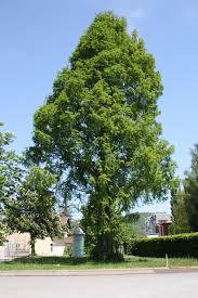 Image result for Metasequoia glyptostroboides