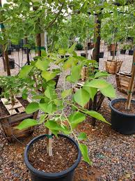 Image result for Dalbergia sissoo