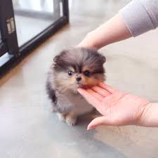 Advertise your pom puppies for free. Trusted Puppy Breeders Listing Platform Puppiesvilla