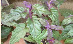 Votre plante verte est entretenue dans des conditions optimales dans la serre… Gynura Orange Gynura Aurantiaca Plante De Velours Culture Entretien