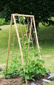 Any frames or trellis need to be sturdy enough to support these lanky beans, which grow to well in excess of 2m (6.5 feet) tall and which will become extremely heavy when laden with pods. Build Folding A Shaped Bean Frame Instructions Allotment Gardens
