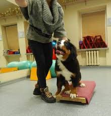 Read more about this dog breed on our bernese mountain dog breed information page. Bernese Mountain Dog Puppies For Sale 40 Photos Pet Breeder Jonavos Miestelis Lithuania