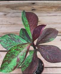 Image result for Synadenium cupulare