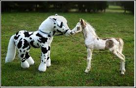 American Miniature Horses