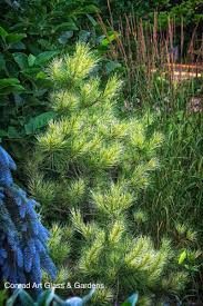 Image result for Hunteria densiflora