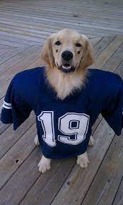 Pin By Trudy Nowak On Goldens Dallas Cowboys Fans Dallas Cowboys Dog Dallas Cowboys Football