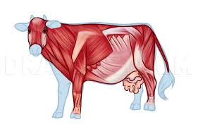 Cow Anatomy Drawing Step By Step Drawing Guide By Dawn Dragoart Com Draw an easy cow face. cow anatomy drawing step by step
