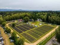 BLOOM FEST 2026 - Lavender Festival at Our Legacy Fields