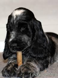 Http Media Cache Ec0 Pinimg Com Originals 92 3f Cc 923fcc453dd62360b59e72e14121c541 Jpg Chiot Cocker Dessin De Chien Chien