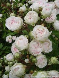 Mlle Juliet De Bricard Les Jardins De Roquelin Idees De Jardin Fleur Jardin De Roses Jardins