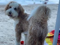 We did not find results for: Brewer S Goldendoodles Moms Brewer S Goldendoodles Sheepadoodles