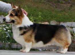 This is simply a term to describe a smaller than average version of the breed. 4 Best Corgi Breeders In Florida 2021 We Love Doodles