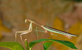 Jane nicholas led the resurgence of interest in stumpwork. Chinese Mantis Wikipedia