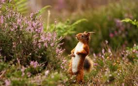 Download and use 800+ squirrel stock photos for free. 7005 Squirrel Wallpaper 17 2560 X 1600 Android Iphone Hd Wallpaper Background Download Hd Wallpapers Desktop Background Android Iphone 1080p 4k 1080x675 2021