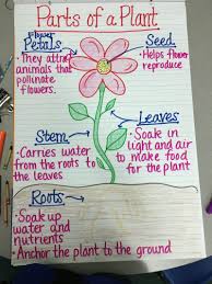 17 Creative Ways To Teach Plant Life Cycle Weareteachers