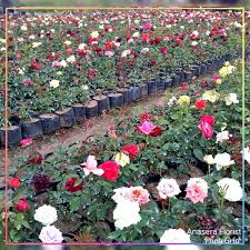 Karakteristik utama dari tanaman mawar taman kuno yakni bentuk bunganya yang cukup besar dan memiliki banyak tumpukan kelopak bunga. Jual Bibit Tanaman Bunga Mawar Holland Aneka Macam Warna Di Lapak Anasera Florist Bukalapak