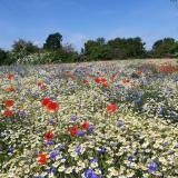 Kaufen sie gartenpflanzen zur verschönerung eines gartens günstig im internet. Biosphare Bluht Jetzt Wildblumensaatgut Fur Den Eigenen Garten Bestellen Naturschutz Am Schaalsee Forderverein Biosphare Schaalsee